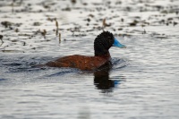 Kachnice australska - Oxyura australis - Blue-billed duck 9694